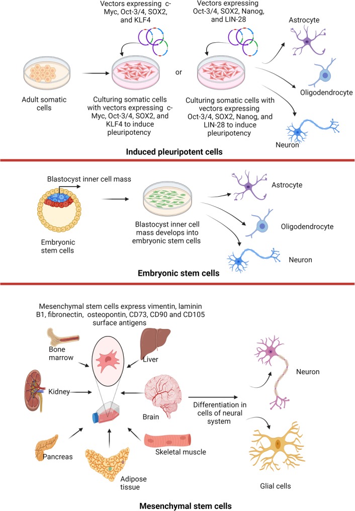圖1:不同來(lái)源的干細(xì)胞可用于治療神經(jīng)退行性疾病。 圖1:不同來(lái)源的干細(xì)胞可用于治療神經(jīng)退行性疾病。