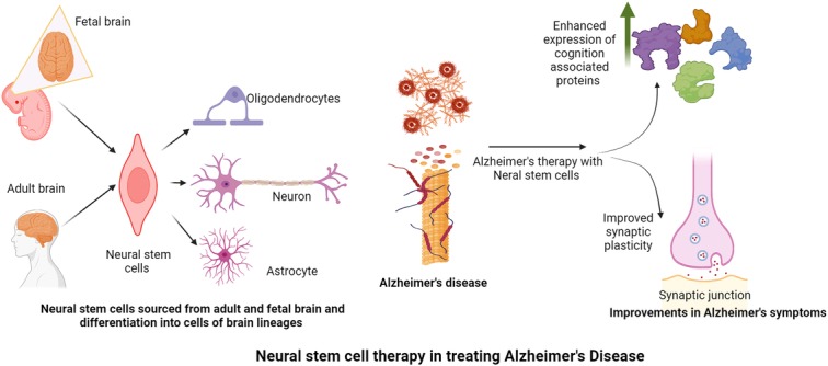 圖2:神經(jīng)干細(xì)胞在改善阿爾茨海默病癥狀中的作用。 圖2:神經(jīng)干細(xì)胞在改善阿爾茨海默病癥狀中的作用。