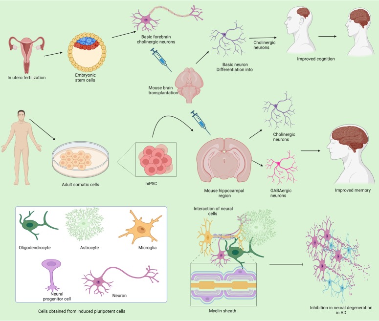 圖3:不同來(lái)源的干細(xì)胞在抑制阿爾茨海默病中的作用 圖3:不同來(lái)源的干細(xì)胞在抑制阿爾茨海默病中的作用