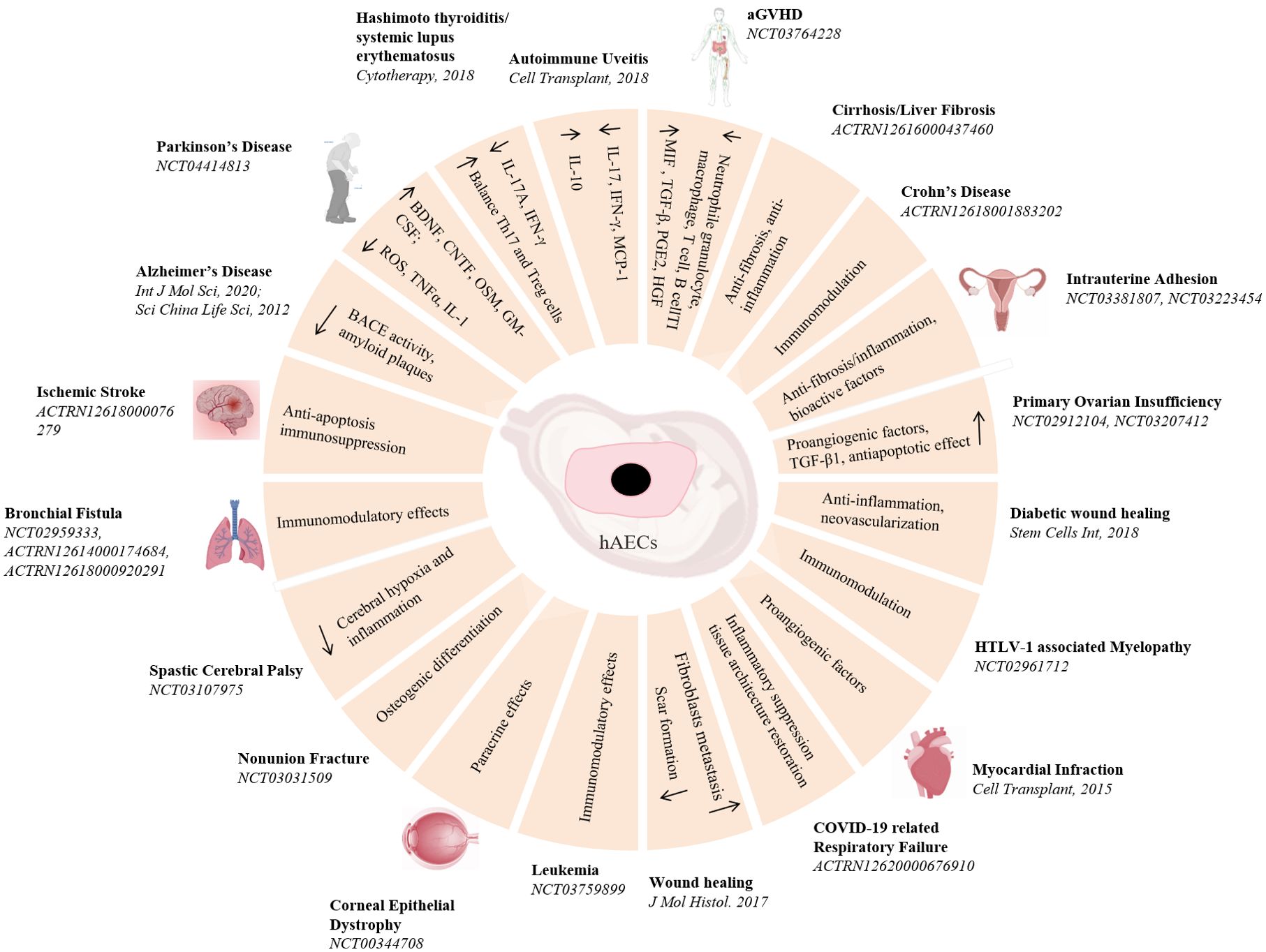 圖3：hAECs在疾病治療中的臨床前和臨床研究。hAECs在各種疾病治療中的示意圖和潛在的機制。