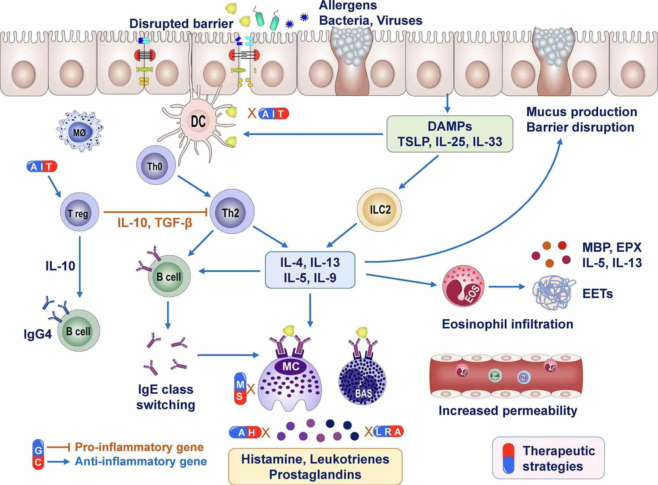 圖1:過敏性鼻炎的免疫反應和治療方法。 圖1:過敏性鼻炎的免疫反應和治療方法。