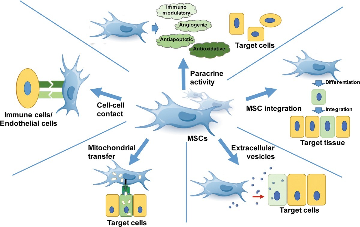 圖2 :間充質干細胞的機制 圖2 :間充質干細胞的機制