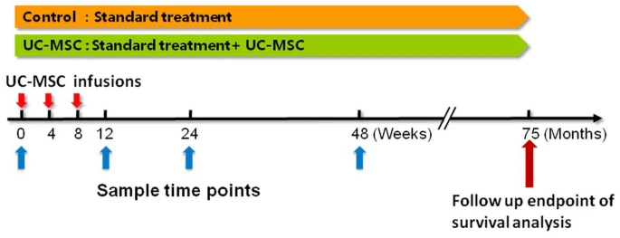 圖2：UC-MSC治療HBV相關失代償性肝硬化患者的方案