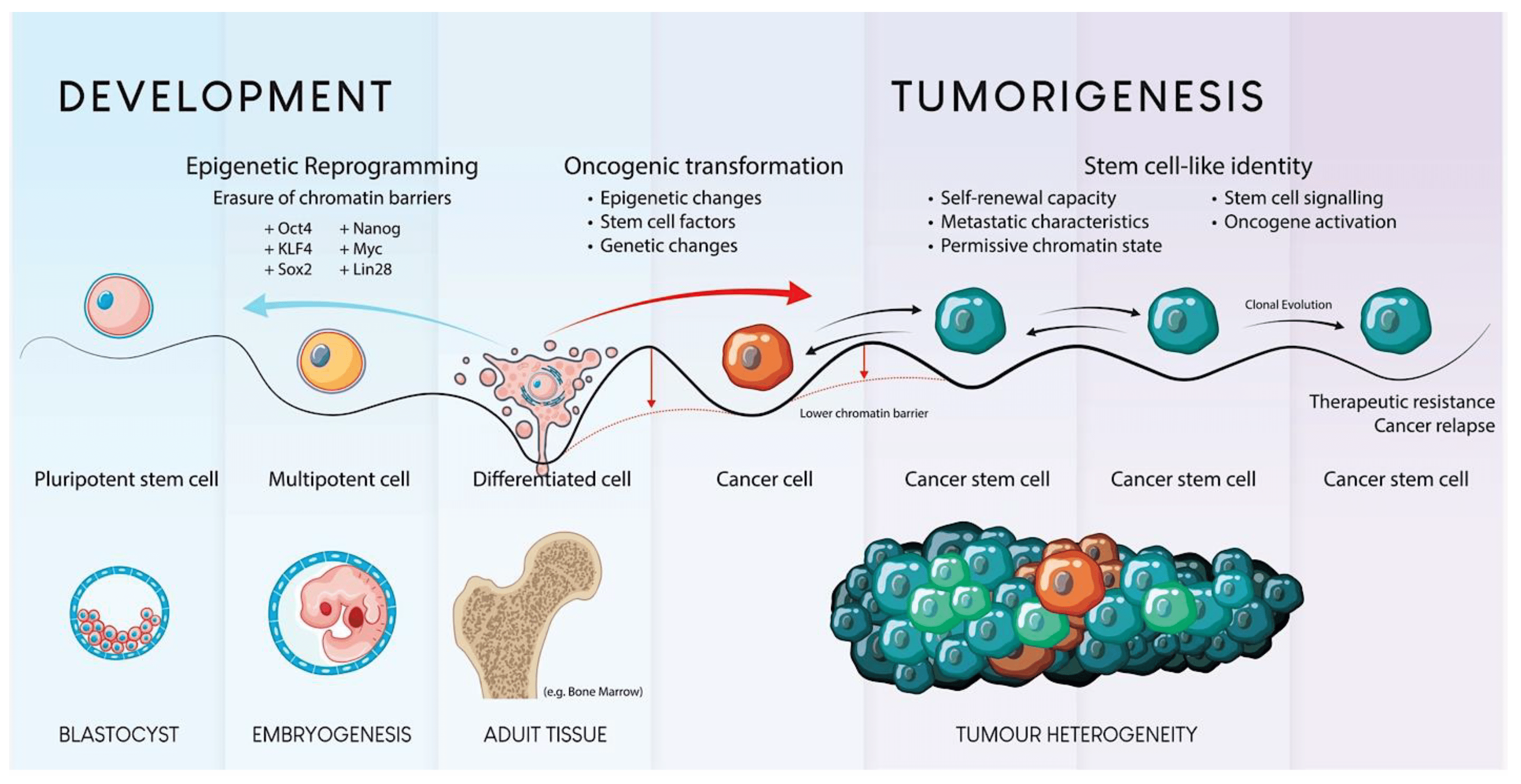 圖1.?干細胞發育和腫瘤發生的示意圖。