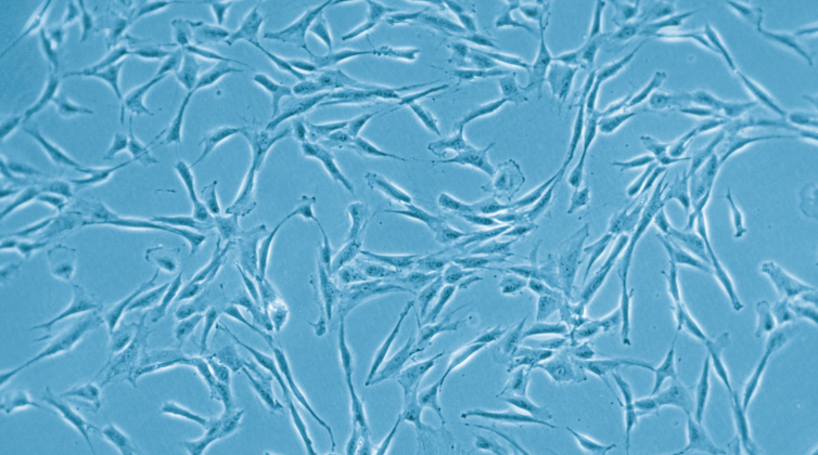 間充質(zhì)干細胞精準調(diào)控