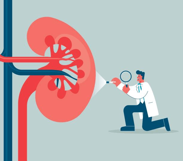 再生醫學前沿:2024年干細胞治療慢性腎病的最新研究進展匯總 再生醫學前沿:2024年干細胞治療慢性腎病的最新研究進展匯總