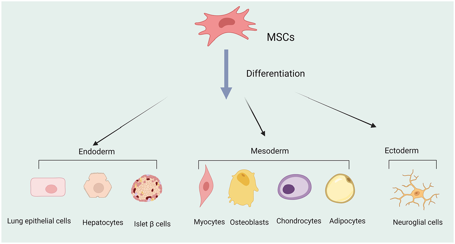 圖1 ：多能間充質干細胞 (MSC) 可分化為不同的細胞譜系，例如中胚層細胞，跨胚胎分化為內胚層和外胚層細胞