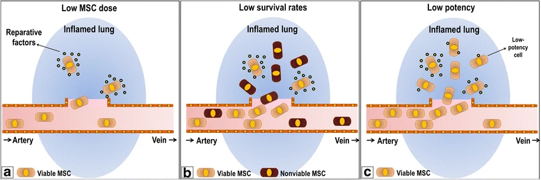 圖1:阻礙間充質(zhì)干細(xì)胞療法的因素。 圖1:阻礙間充質(zhì)干細(xì)胞療法的因素。