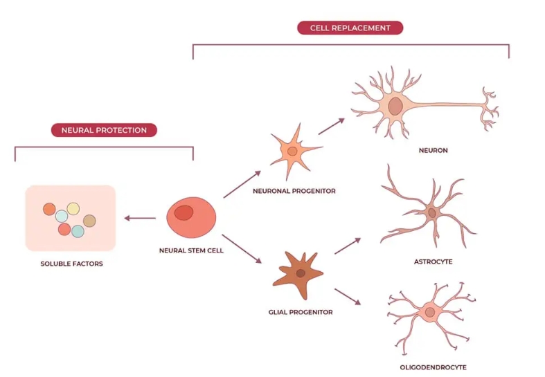 神經(jīng)干細胞可分化為神經(jīng)元、星形膠質(zhì)細胞和少突膠質(zhì)細胞，在恢復神經(jīng)系統(tǒng)疾病的認知功能方面取得重大進展