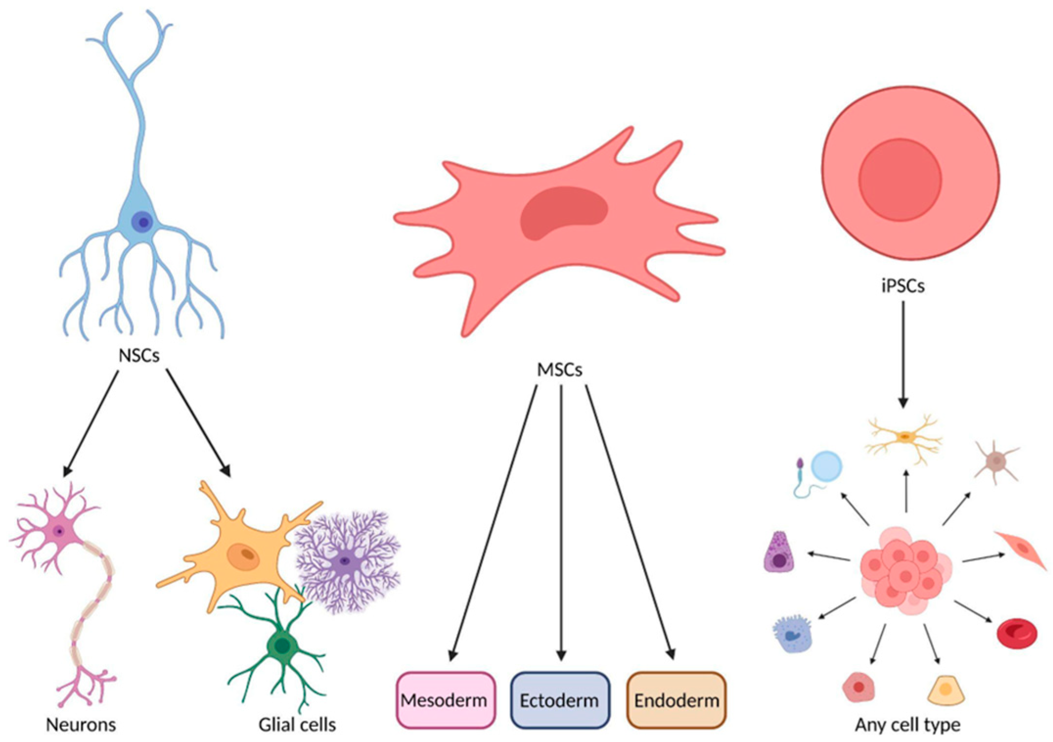 圖1:神經(jīng)干細胞、間充質(zhì)干細胞和誘導多能干細胞的分化潛力。 圖1:神經(jīng)干細胞、間充質(zhì)干細胞和誘導多能干細胞的分化潛力。