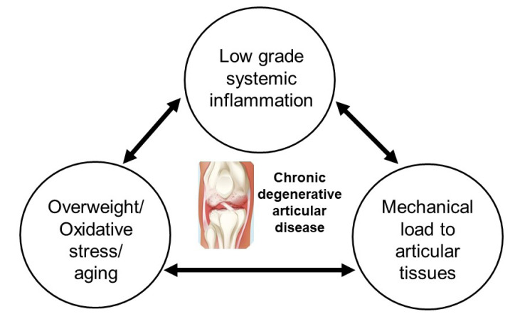 圖1：膝骨關(guān)節(jié)炎的病理生理學(xué)。
