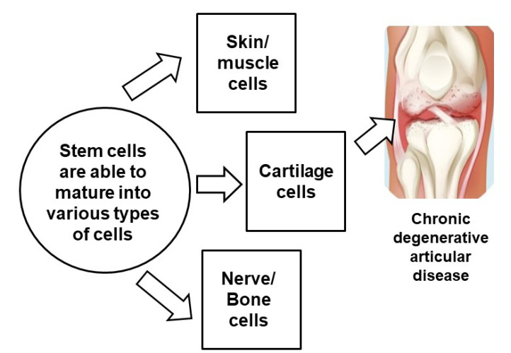圖3：干細(xì)胞治療膝骨關(guān)節(jié)炎