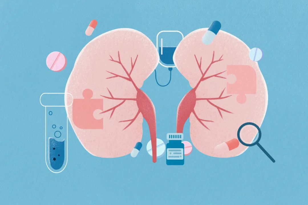 直擊腎科難題！解密干細(xì)胞如何重塑腎病患者腎小球濾過率
