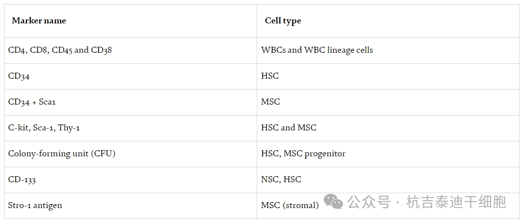 表2：用于識(shí)別基本干細(xì)胞類型的細(xì)胞表面標(biāo)記。