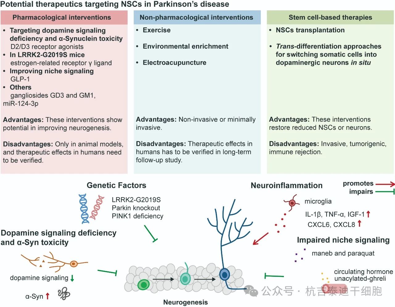 圖3:針對帕金森病中神經干細胞的潛在療法。 圖3:針對帕金森病中神經干細胞的潛在療法。