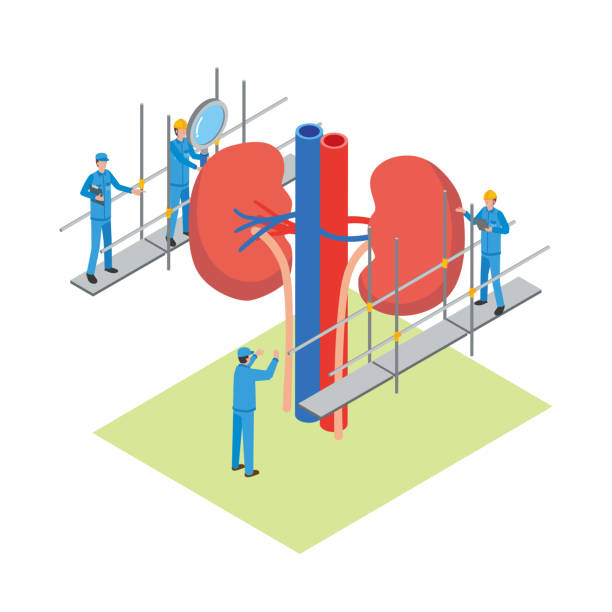 骨髓、臍帶還是脂肪：哪種間充質干細胞最適合腎病治療？