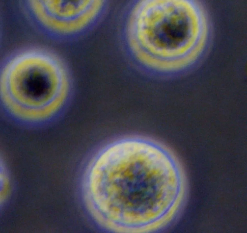 干細胞療法：其工作原理的簡單指南