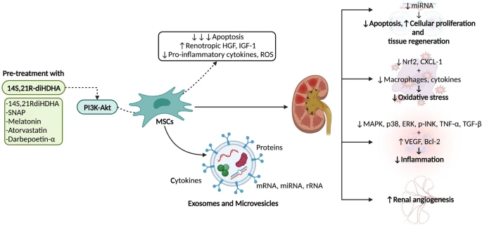 圖2：間充質(zhì)干細胞 (MSC) 療法在腎病中的應用及其對細胞凋亡、組織再生、氧化應激、炎癥和血管生成的影響。使用多種藥物進行預處理可以增強MSC療法的效果。?