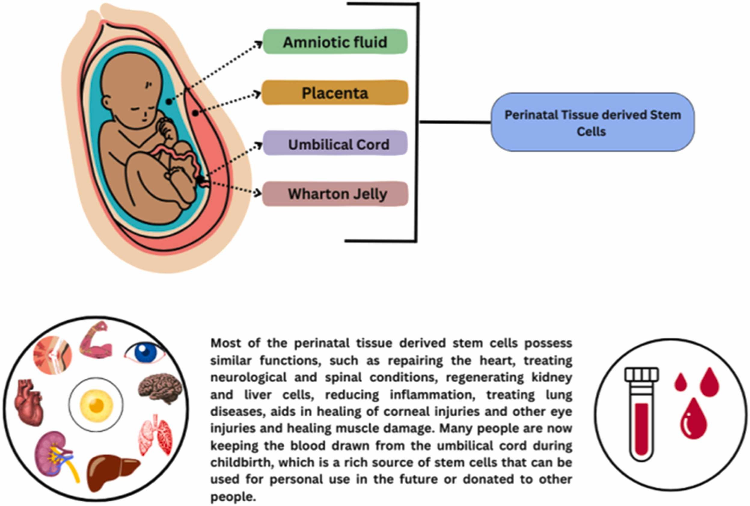 圖3:圍產期干細胞的分類。 圖3:圍產期干細胞的分類。