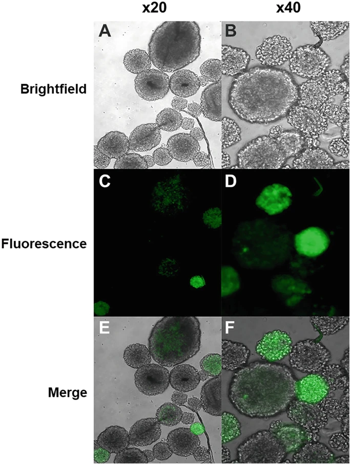 圖3：逆轉(zhuǎn)錄病毒轉(zhuǎn)導(dǎo) NSPC。
