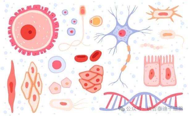 什么是成體干細(xì)胞？它們在再生醫(yī)學(xué)中的作用