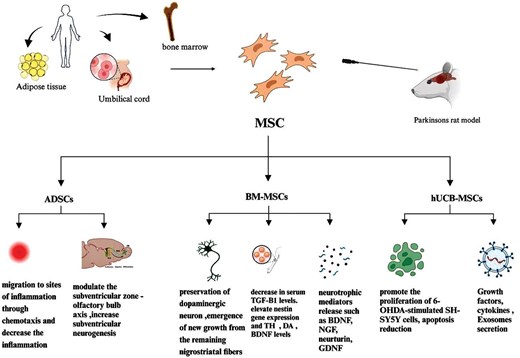 圖4:不同類型的間充質干細胞在帕金森病中的治療潛力和機制的概述。 圖4:不同類型的間充質干細胞在帕金森病中的治療潛力和機制的概述。