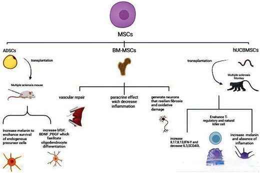 圖3:不同類型的間充質干細胞 (MSC) 通過多種機制對多發性硬化癥的治療產生影響。 圖3:不同類型的間充質干細胞 (MSC) 通過多種機制對多發性硬化癥的治療產生影響。
