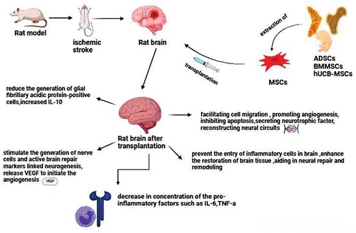 圖2.不同類型的間充質干細胞治療中風的機制。 圖2.不同類型的間充質干細胞治療中風的機制。