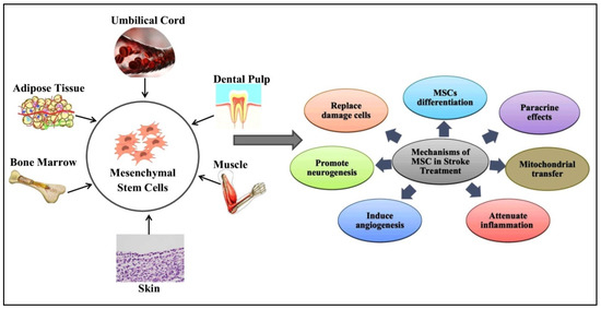 圖1：間充質干細胞 (MSC) 的來源和治療機制。