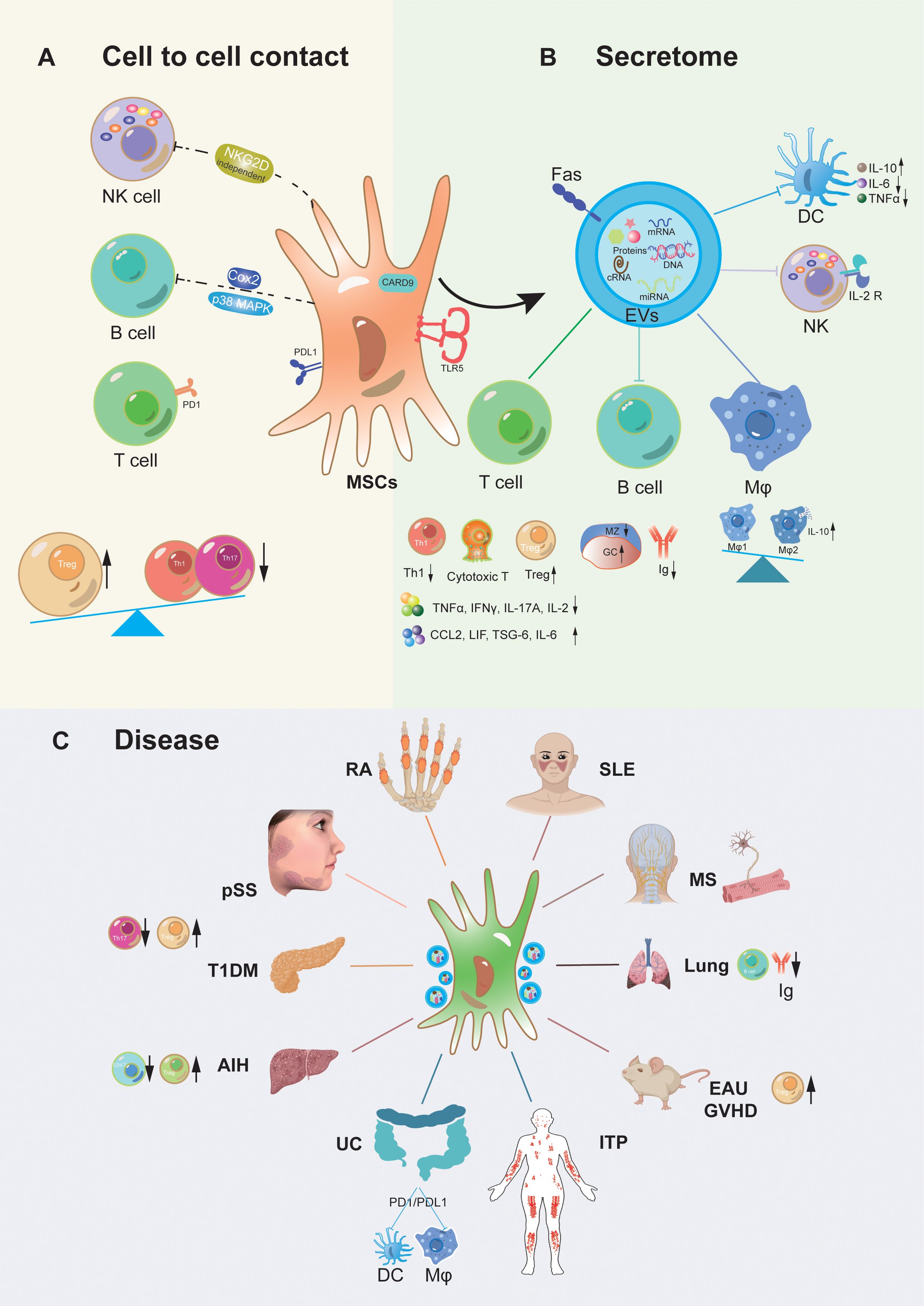 圖1：間充質(zhì)干細(xì)胞移植治療自身炎癥性疾病的作用機(jī)制。