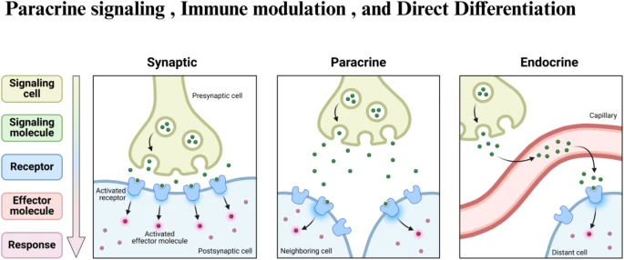 圖3：干細(xì)胞治療眼科疾病的旁分泌信號(hào)、免疫調(diào)節(jié)和直接分化等機(jī)制
