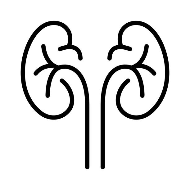 從早期到終末期:干細胞治療腎病的全階段適用性解答 從早期到終末期:干細胞治療腎病的全階段適用性解答