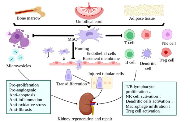 圖(3)：MSCs治療腎臟疾病的機制示意圖