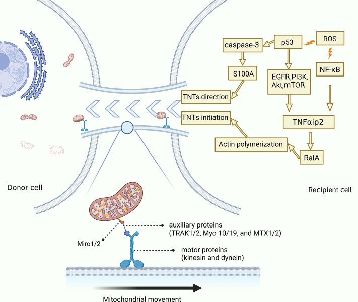 圖3：TNT介導(dǎo)MT的機(jī)制