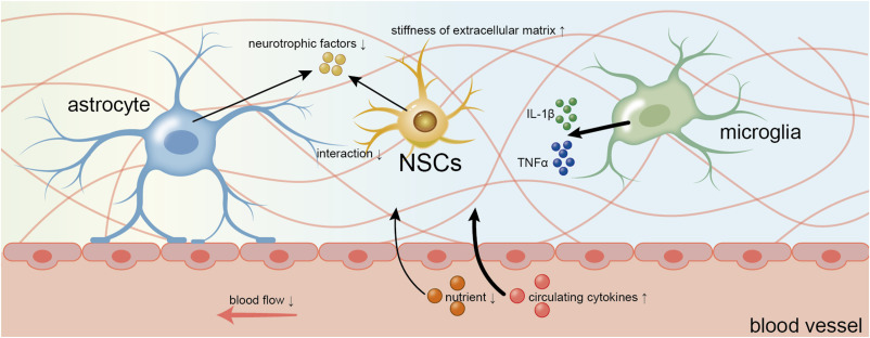 圖2:衰老過程中神經(jīng)干細胞微環(huán)境的變化。 圖2:衰老過程中神經(jīng)干細胞微環(huán)境的變化。
