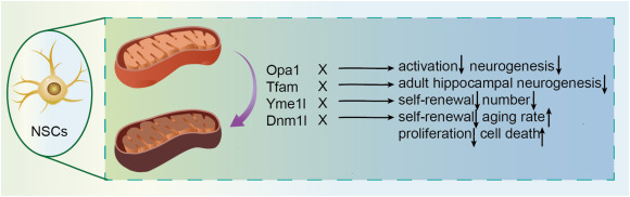圖3:四種調(diào)控因子通過線粒體動力學影響神經(jīng)干細胞。 圖3:四種調(diào)控因子通過線粒體動力學影響神經(jīng)干細胞。