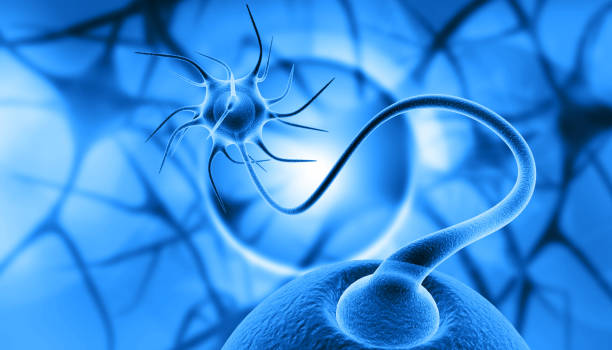 衰老中的神經(jīng)干細胞,如何利用神經(jīng)干細胞治療衰老相關(guān)疾病? 衰老中的神經(jīng)干細胞,如何利用神經(jīng)干細胞治療衰老相關(guān)疾病?