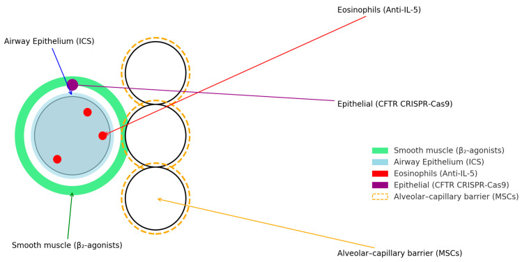 圖1:肺部疾病的當(dāng)前和新興治療目標(biāo)。 圖1:肺部疾病的當(dāng)前和新興治療目標(biāo)。