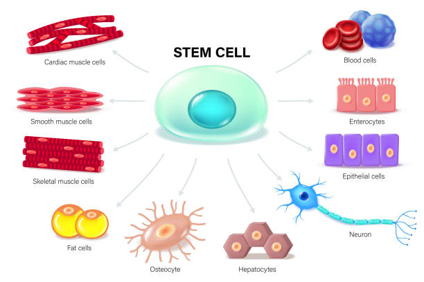 胚胎干細胞:再生醫學的終極密碼?|九大觀點揭秘細胞治療的曙光與暗礁 胚胎干細胞:再生醫學的終極密碼?|九大觀點揭秘細胞治療的曙光與暗礁