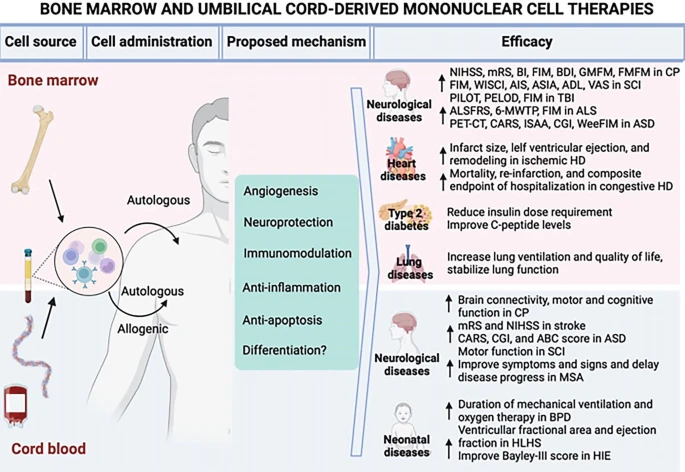 圖1:BMMNC和UCB-MNC的潛在應(yīng)用。 圖1:BMMNC和UCB-MNC的潛在應(yīng)用。