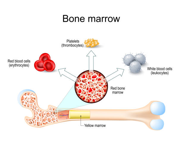 骨髓來源的單個核細胞 骨髓來源的單個核細胞