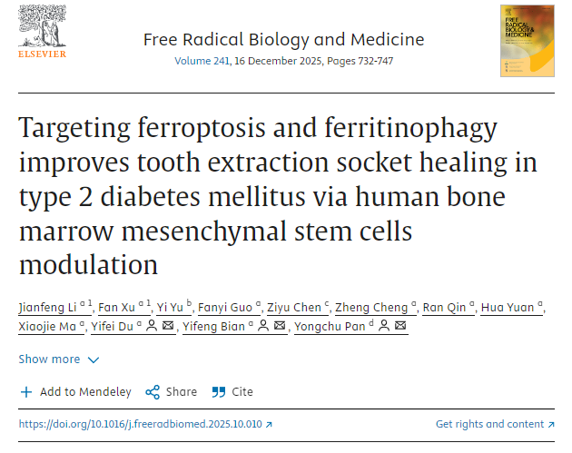 通過(guò)調(diào)控人骨髓間充質(zhì)干細(xì)胞，靶向鐵死亡和鐵蛋白自噬可改善2型糖尿病患者拔牙窩的愈合。
