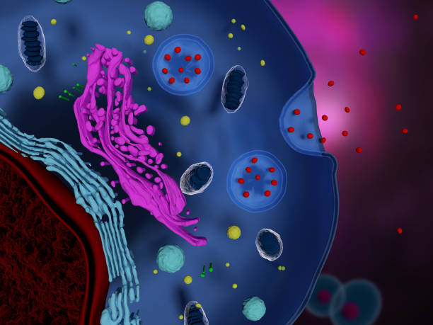 什么是間充質(zhì)干細(xì)胞外泌體-治療機(jī)制-為何未大規(guī)模臨床應(yīng)用？