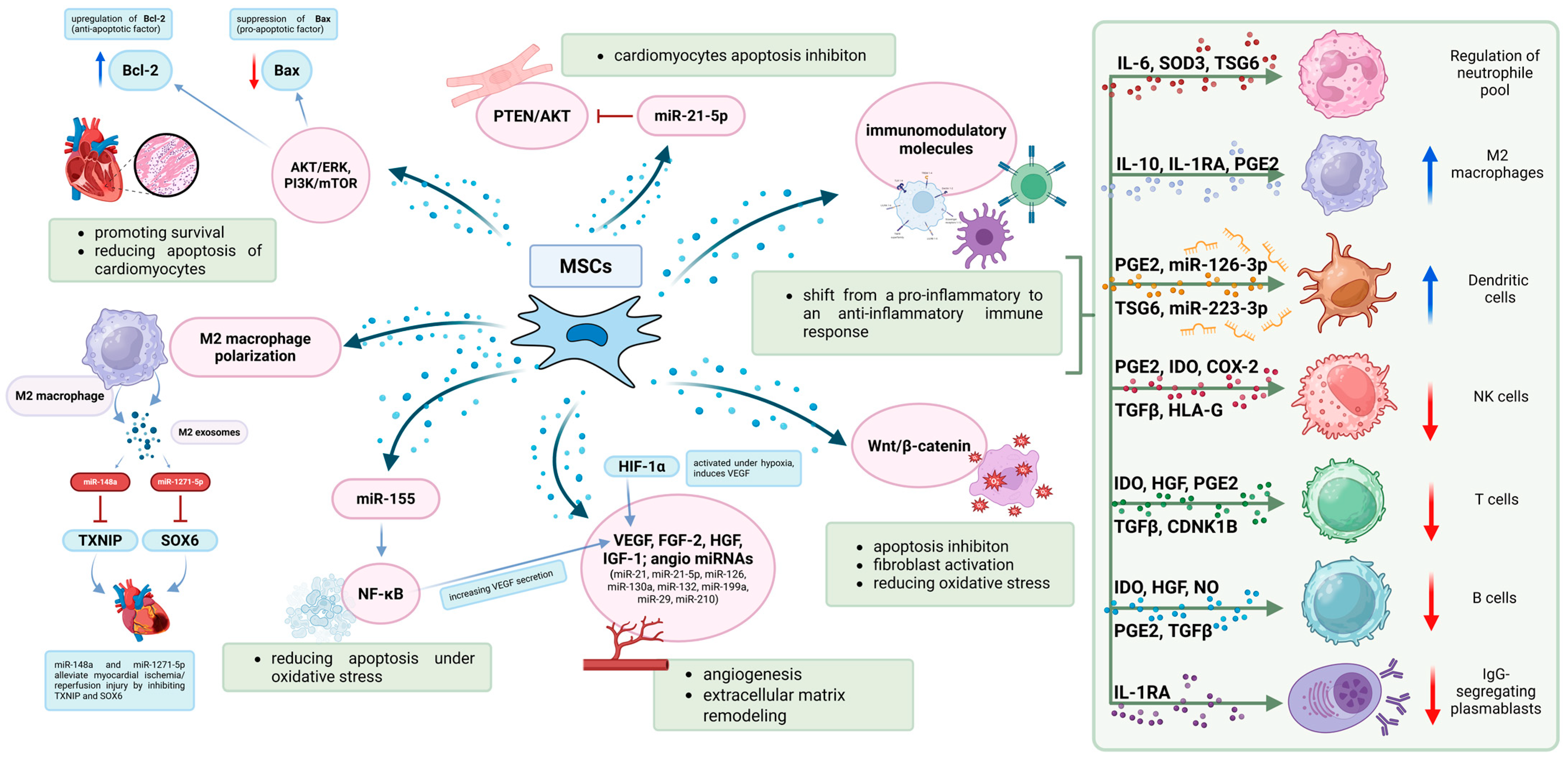 圖2：MSC發(fā)揮治療作用的機制。MSC在調(diào)節(jié)免疫反應和支持心臟組織修復方面發(fā)揮著關(guān)鍵作用。