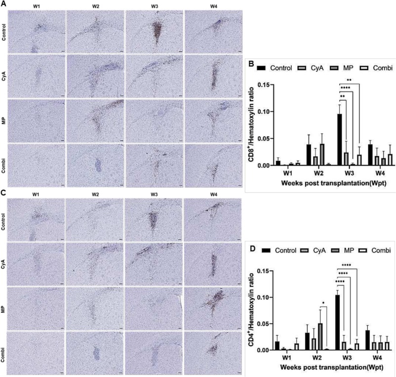 圖9:移植同種異體NSC的免疫抑制C57BL/6小鼠紋狀體中CD8+和CD4+T淋巴細胞的組織學分析。 圖9:移植同種異體NSC的免疫抑制C57BL/6小鼠紋狀體中CD8+和CD4+T淋巴細胞的組織學分析。