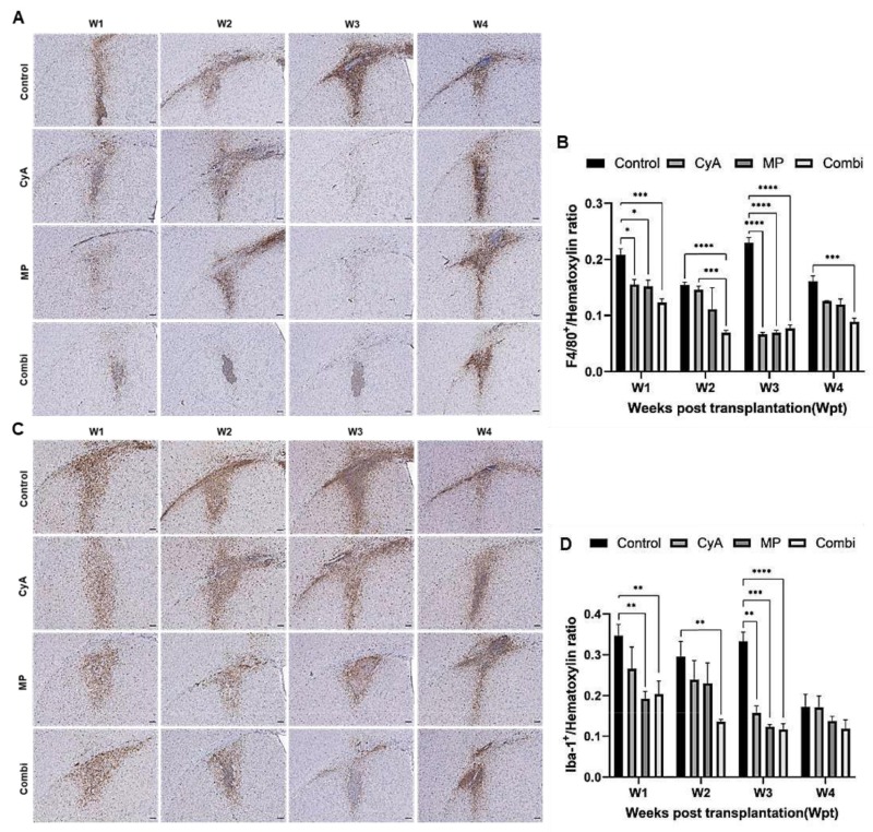 圖8:移植同種異體NSC的免疫抑制C57BL/6小鼠紋狀體中的小膠質細胞/巨噬細胞的組織學分析。 圖8:移植同種異體NSC的免疫抑制C57BL/6小鼠紋狀體中的小膠質細胞/巨噬細胞的組織學分析。