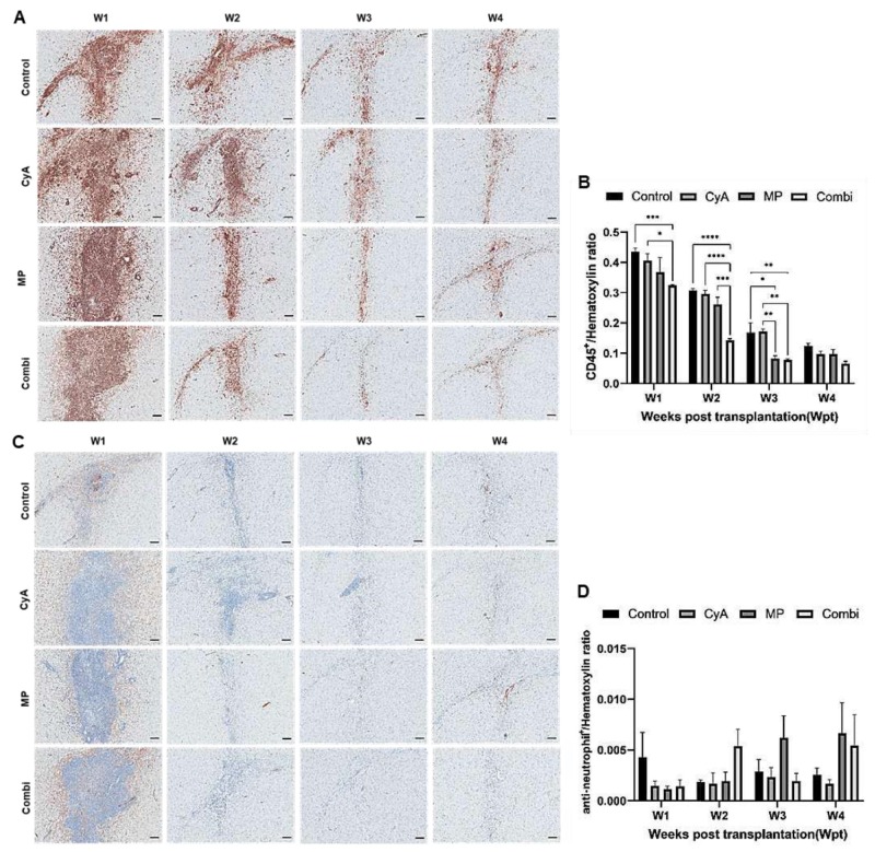 圖3:移植異種NSC的免疫抑制C57BL/6小鼠紋狀體中CD45+白細胞和中性粒細胞的組織學分析。 圖3:移植異種NSC的免疫抑制C57BL/6小鼠紋狀體中CD45+白細胞和中性粒細胞的組織學分析。