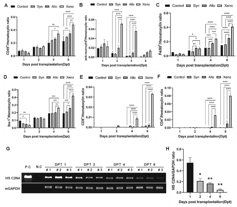 圖2:移植的異種NSC在免疫功能正常的C57BL/6小鼠紋狀體中的免疫應答和持久性。 圖2:移植的異種NSC在免疫功能正常的C57BL/6小鼠紋狀體中的免疫應答和持久性。