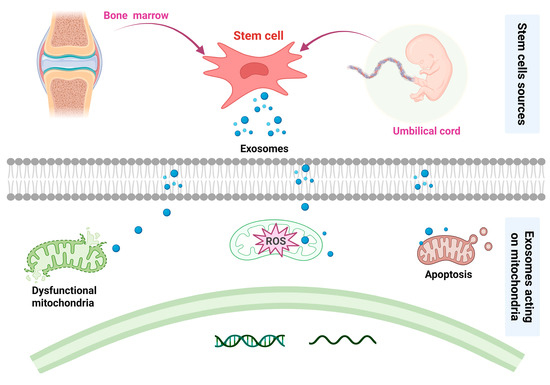 圖4:基于間充質干細胞治療骨關節炎的潛在機制。 圖4:基于間充質干細胞治療骨關節炎的潛在機制。