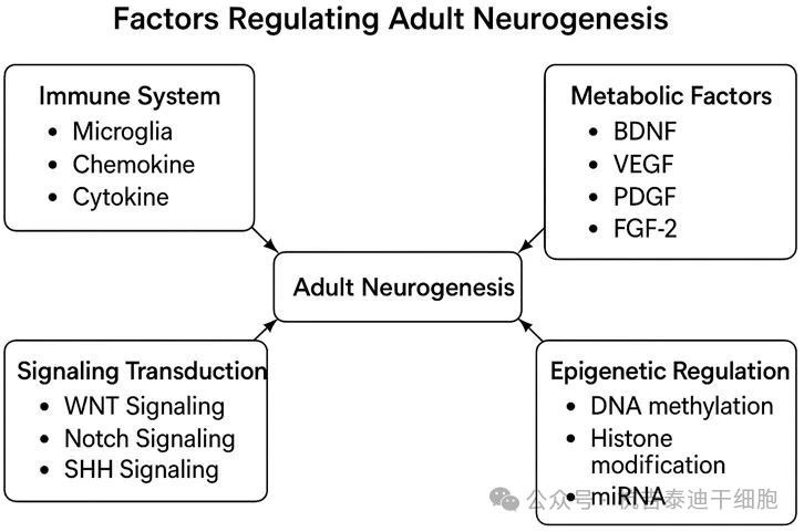 圖3:該圖展示了調節成體神經發生的因素。 圖3:該圖展示了調節成體神經發生的因素。